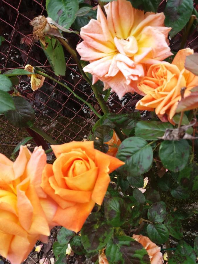 Bed And Breakfast Les Roses Multicolores Du 47 Fumel Dış mekan fotoğraf